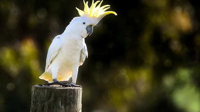 You can’t give a cockatoo a face mask. There’s only one way to fight bird flu