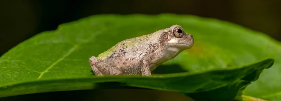 Female Treefrogs Get Overwhelmed by Too Many Noisy Male Suitors