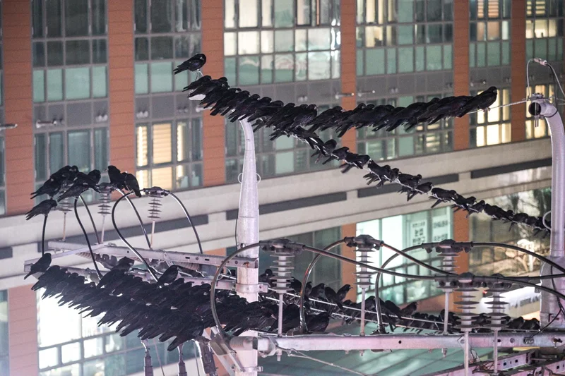 Urban crow surge fuels blackouts, other accidents