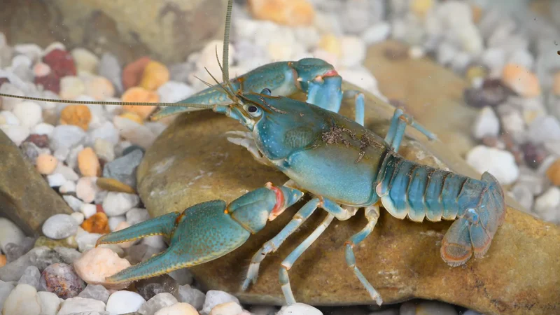 Scientists put tiny backpacks on crayfish