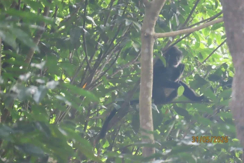 Critically endangered Raffles’ banded langur spotted at Bukit Timah Nature Reserve after 39 years