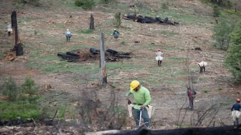 California replants 71,000 trees across massive Ranch Fire scar