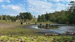 'I have never seen the pond so low in 17 years'