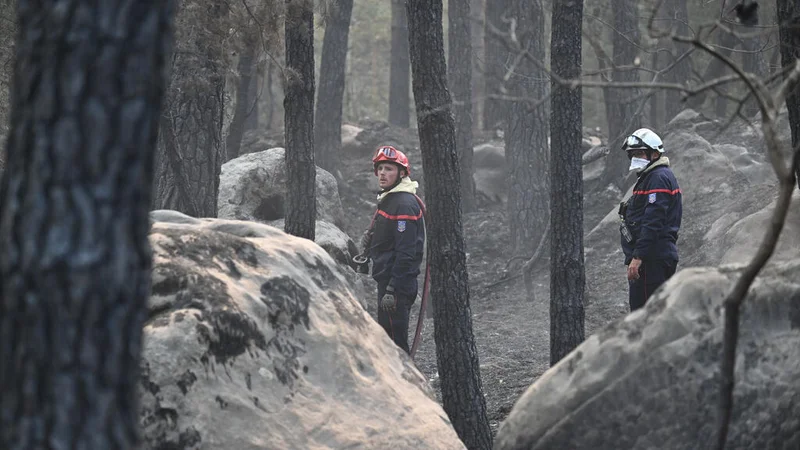Ile-de-France region files suit for compensation over Fontainebleau forest fire