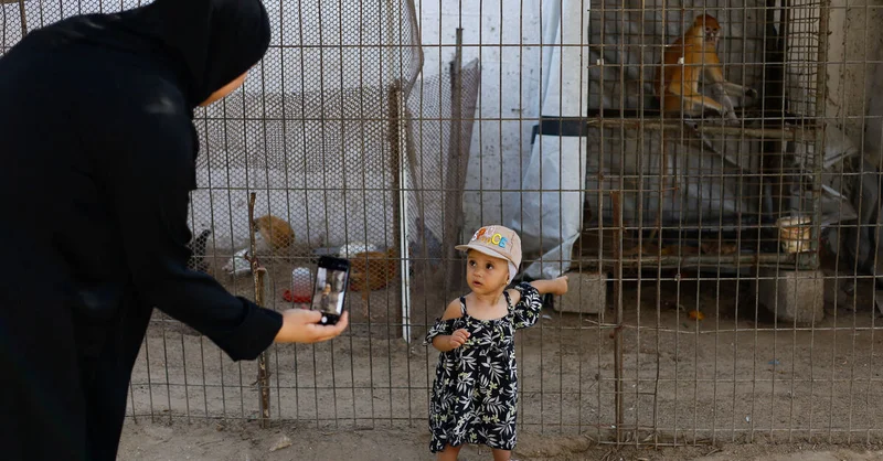 At a Gaza zoo, war takes its toll on the animals