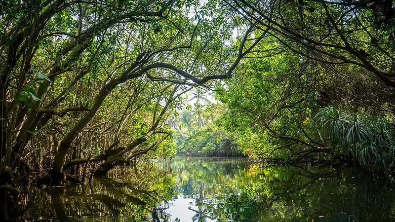 Proposal to acquire Kannur’s private mangrove land in limbo