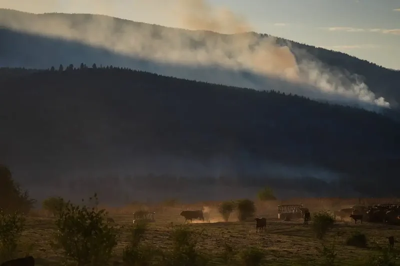 Why some B.C. farmers stay to fight, despite wildfire evacuation orders