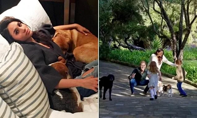 What will happen to Meghan and Harry's dogs when they return to the UK? Duchess has already had to leave one beloved pet behind after moving from Toronto to London
