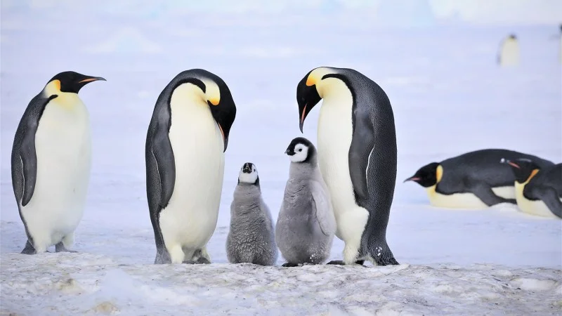 Emperor penguin chicks like these starved. An iceberg may be the cause