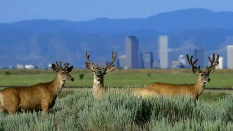 Colorado arsenal cleanup turns 15,000 acres into wildlife refuge