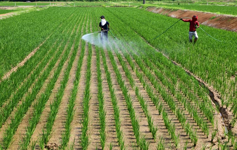 Japan’s food self-sufficiency ratio falls to 37%, well below 2030 goal of 45%
