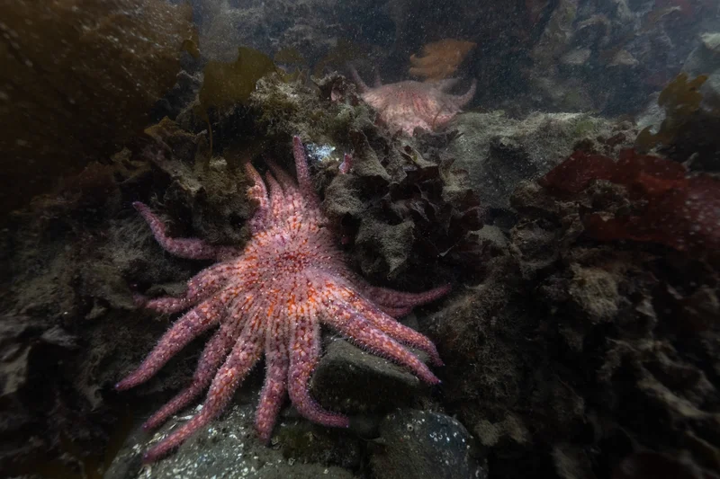 Billions of sea stars have died. A Northwest tribe is trying to save the species