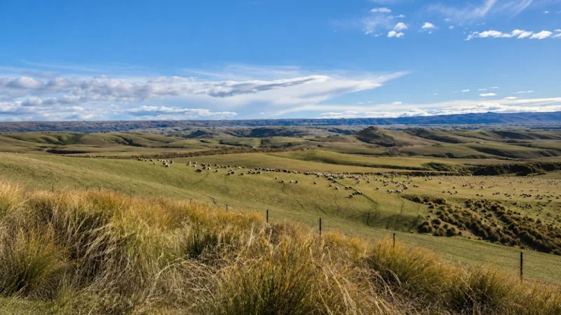 Critical zeros in on NZ gold targets