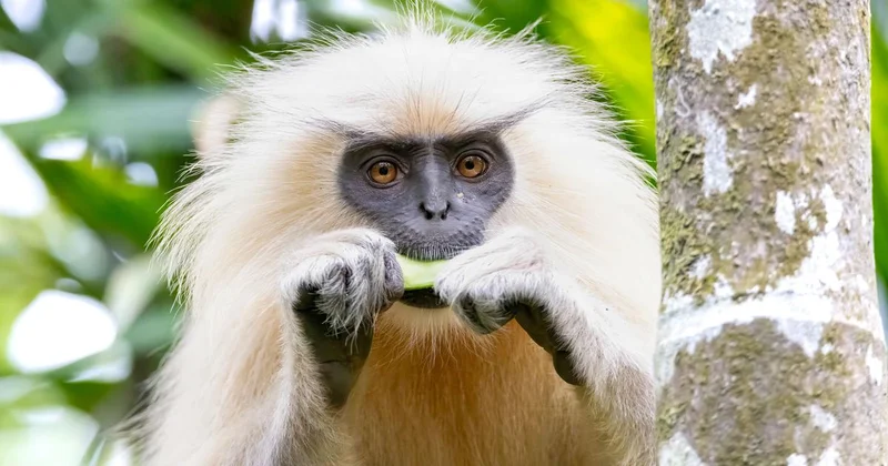 Long considered sacred, the golden langur, found in western Assam, is now an endangered animal