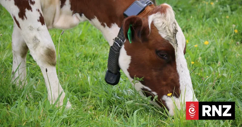 Tech company Halter continues to milk it with virtual fences, cow collars