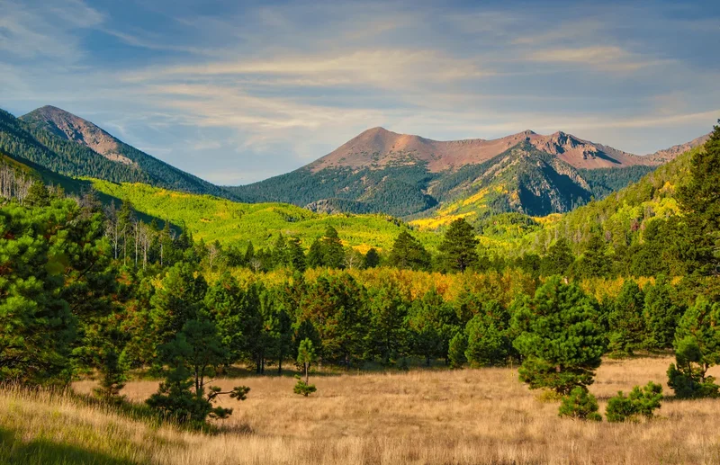 Trump moves to end protections for 44 million acres of U.S. forests