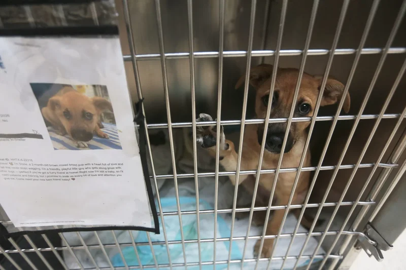 Texas’ screwworm could be fatal for the unadopted dogs and cats in rescue shelters statewide