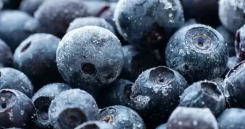 Blueberries become target of food recall for potential E. coli contamination