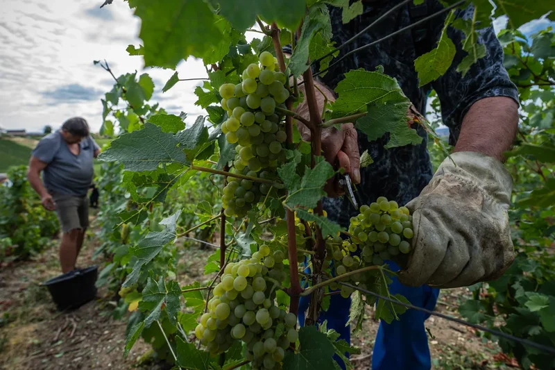 Champagne growers race against time as heatwaves force earliest harvest ever