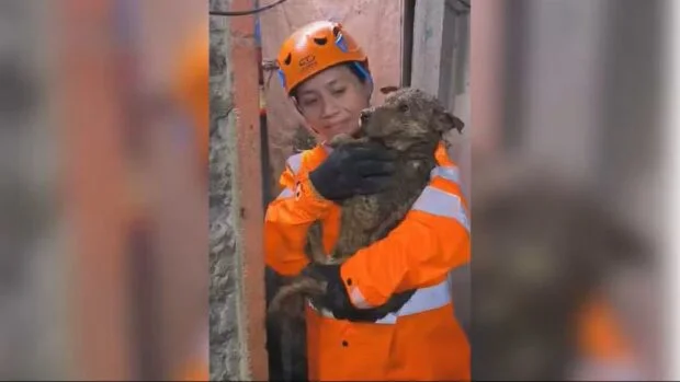 Dog survives, rescued nearly 24 hours after Baguio landslide