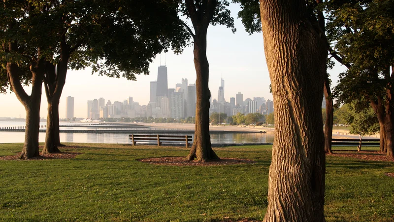 Saving old trees may protect people's health more than planting new ones, study of Chicago neighborhoods finds