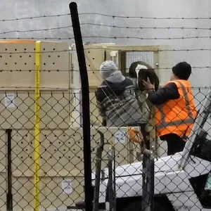 Greyhounds flown from Christchurch to Australia after racing ban