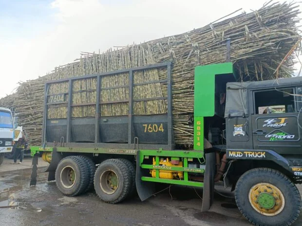 Mindanao sugar planters seek aid as pest attack widens