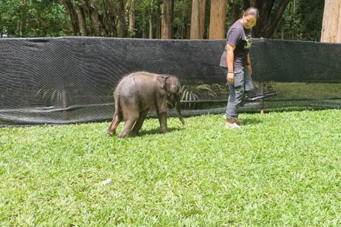 Rescued elephant calf recovering but still has diarrhoea