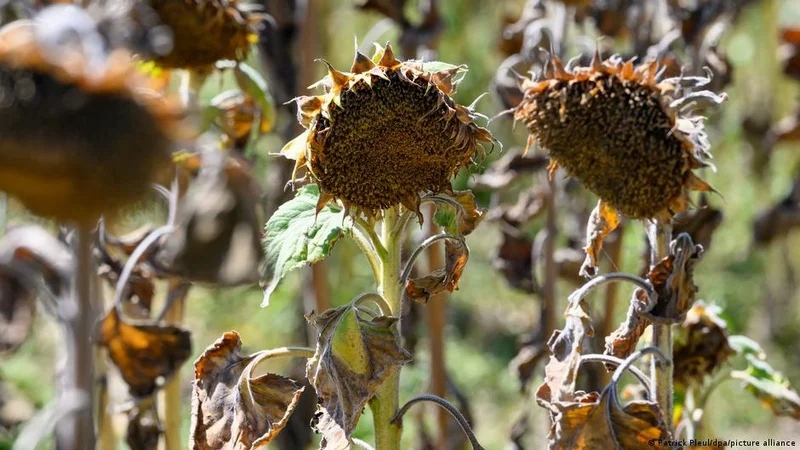 Germany harvest drops as drought raises food price fears