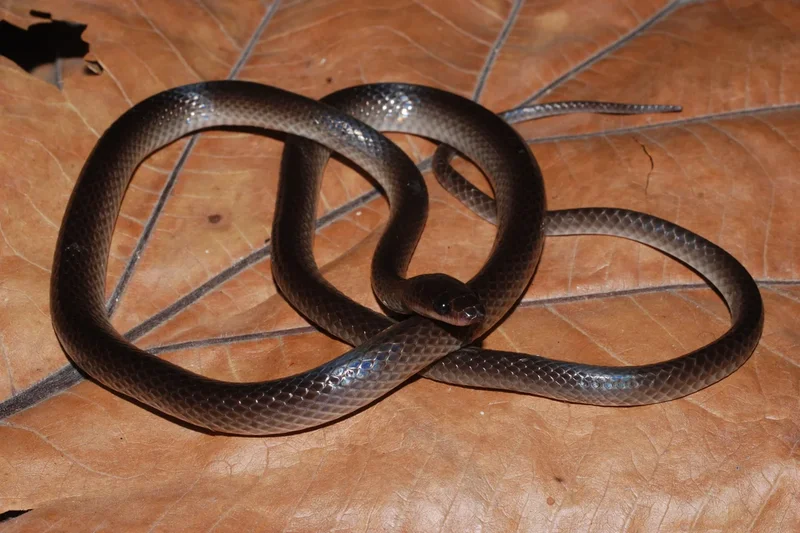 Newly discovered New Guinea snake species named after Guns N’Roses guitarist Slash