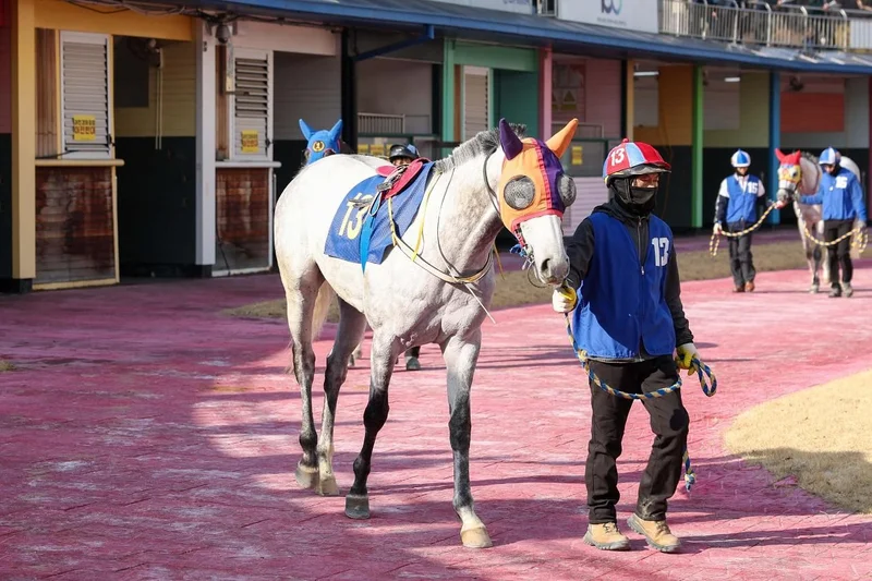 Horse racing authority hit for pushing race under extreme heat