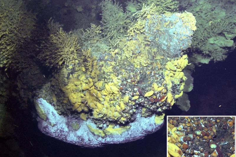 Microplastics now found even in deepest ‘most isolated’ parts of Earth