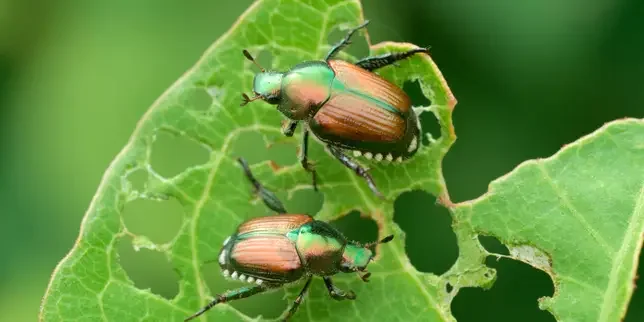 Japanese beetle under close watch as it travels across France: 'Its establishment is inevitable'
