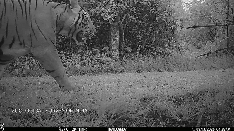 Male tiger photographed at Assam’s Dihing Patkai National Park
