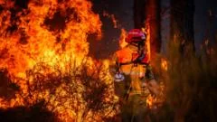 Hundreds arrested over French wildfires, but who is to blame?