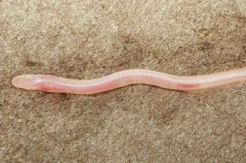 TikTok video leads to discovery of translucent underground eel species in India