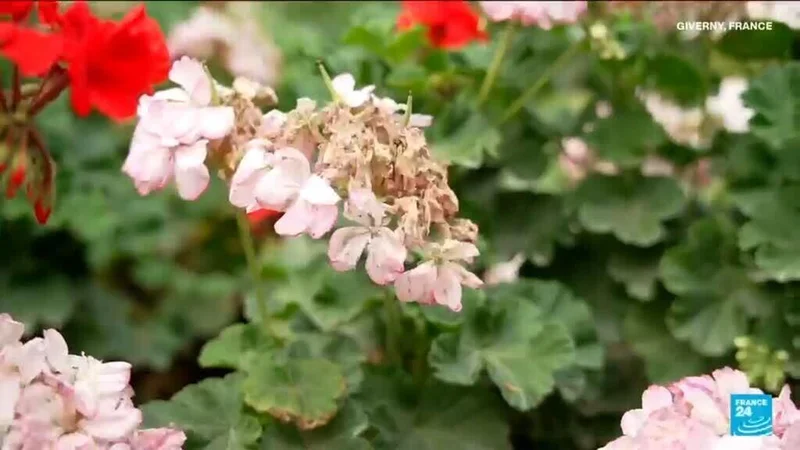Heatwaves damage Monet's gardens in the North of France
