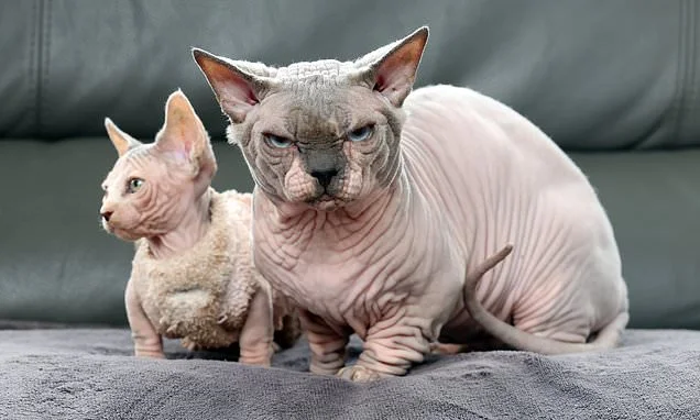 Charities issue urgent warning over 'Frankenstein cats' including Scottish folds, Persians and new 'XL bully' breeds