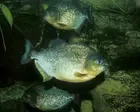 Piranha drama: boy, 8, hooks fearsome exotic fish in Pennsylvania lake