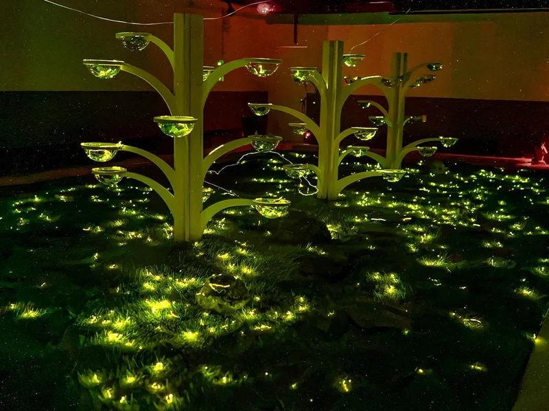 Everland fireflies light up summer darkness