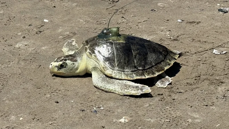Rescued sea turtle named Pancake swims to hot hangout for young turtles