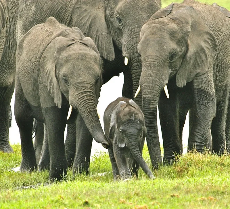 MANAGING GIANTS OP-ED: Kruger at 100 — the big questions about rhinos, elephants and park management