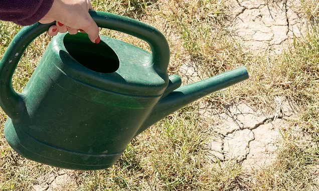Embrace Mediterranean plants like olive trees and never water in the afternoon: Experts reveal how to keep your garden flourishing in a drought