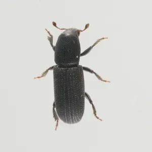 Beetle-borne fungi pose biosecurity risk to forests and orchards