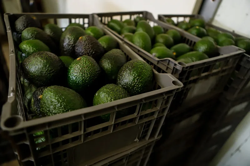A cartel stronghold just put America’s avocado supply at risk