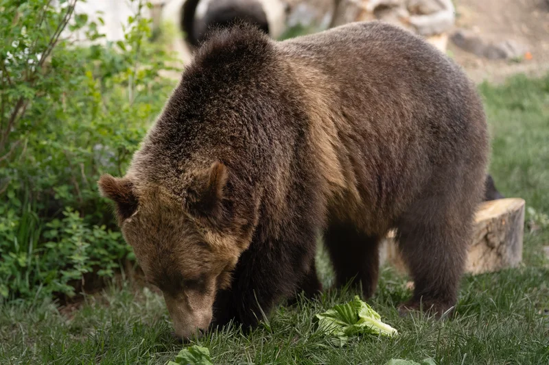 Fitz the grizzly bear briefly escapes his enclosure at the Calgary Zoo