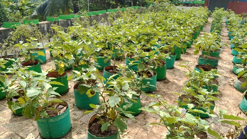 Rooftop gardens reduce heat by several degrees in Chennai, says study