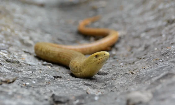 Our Ancient Ancestors in the Middle East Loved Dining on Lizards and Snakes