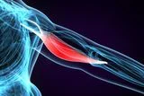 Some People Carry a Neanderthal Growth Hormone Receptor That Is Linked to Greater Muscle Mass