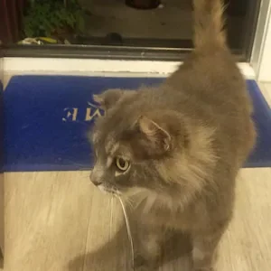 Papamoa roaming dogs: Second Topaz Drive cat dies after suffering injuries